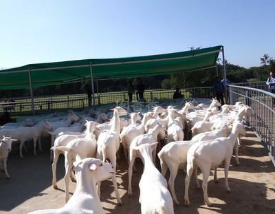 家禽產業鏈解析 從養殖到屠宰