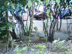 家禽養殖 助力生計還是擾民之源？