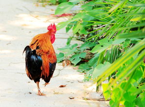 農村散養家禽的優勢與養殖要點