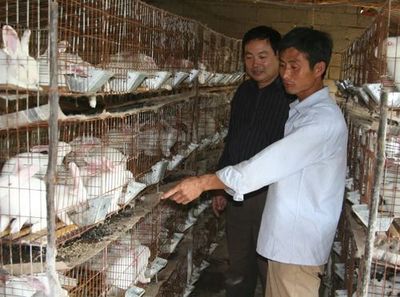 農村致富新路徑 五大市場潛力巨大的家禽養殖商機