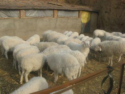 商都縣蒙寒養殖農民專業合作社 家禽養殖的現代化之路