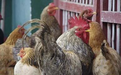 雞鴨鵝能混養嗎？養殖家禽的注意事項與影響