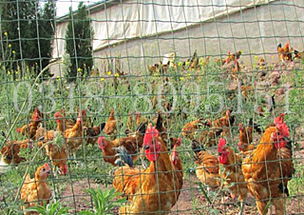 山西散養雞圍欄網價格與產品介紹