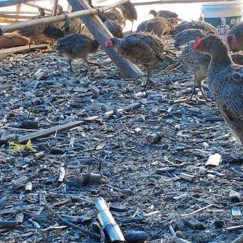 農產品批發供應商王健明 惠農網電腦版助力家禽養殖產業發展