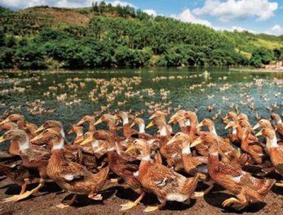 大觀園果木烤鴨 傳統工藝與現代家禽養殖的完美融合