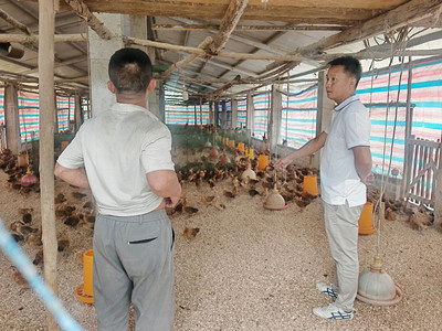 頭雁領(lǐng)航踐初心 勇?lián)姑僬衽d——記百色市人大代表、家禽養(yǎng)殖帶頭人蘭玉恒