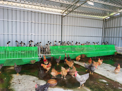 探秘現(xiàn)代雞鴨養(yǎng)殖場 高效家禽養(yǎng)殖的實(shí)踐與展望