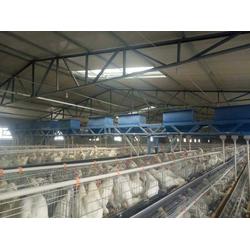 中原養(yǎng)殖設(shè)備廠 廣東領(lǐng)先的全自動(dòng)喂料機(jī)制造商，助力家禽養(yǎng)殖智能化升級(jí)