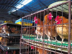 禽流感沖擊下 家禽產(chǎn)銷鏈條的寒冬與反思