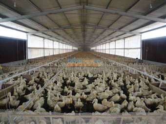 供應(yīng)養(yǎng)雞料線、水線及養(yǎng)鴨料線與自動(dòng)供水系統(tǒng)——昌邑市圍子永富金通機(jī)械設(shè)備廠助力家禽養(yǎng)殖高效發(fā)展