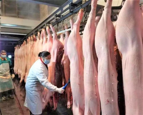 璧山區(qū) 疫情防控不松懈，春耕備耕保供應(yīng)，家禽養(yǎng)殖促增收