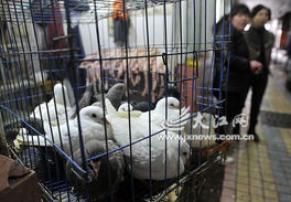 南昌雞肉價(jià)跌如青菜 禽流感陰云下的江西養(yǎng)殖業(yè)大考