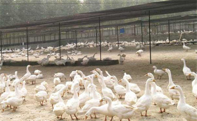 科學(xué)選址，奠定基礎(chǔ)——鵝養(yǎng)殖場(chǎng)選址的核心要點(diǎn)與家禽養(yǎng)殖環(huán)境考量