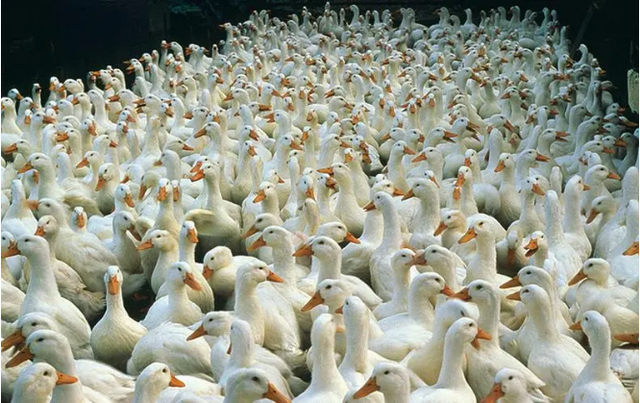 雞鴨鵝價(jià)格全面下滑，家禽養(yǎng)殖或?qū)⑦M(jìn)入新一輪“衰退期”？
