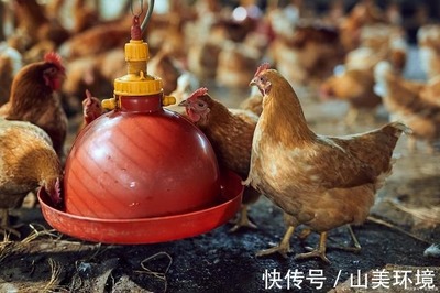 科技除臭，綠色養(yǎng)殖 豬糞雞糞有機(jī)肥與家禽養(yǎng)殖環(huán)境的一體化解決方案