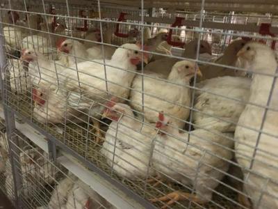 鑫眾農(nóng)牧 年出欄肉雞600萬(wàn)羽，產(chǎn)業(yè)鏈深度合作驅(qū)動(dòng)降本增效