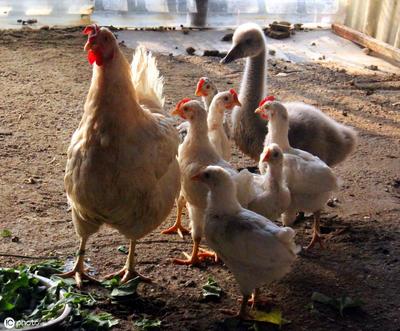 致富養(yǎng)殖新風(fēng)口 家禽養(yǎng)殖中哪些項(xiàng)目賺錢快？