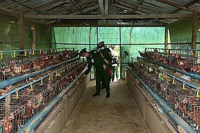 緬軍沿海軍區(qū)司令視察德林達(dá)依省勃?jiǎng)隈v軍農(nóng)業(yè)生產(chǎn) 關(guān)注部隊(duì)家禽養(yǎng)殖發(fā)展