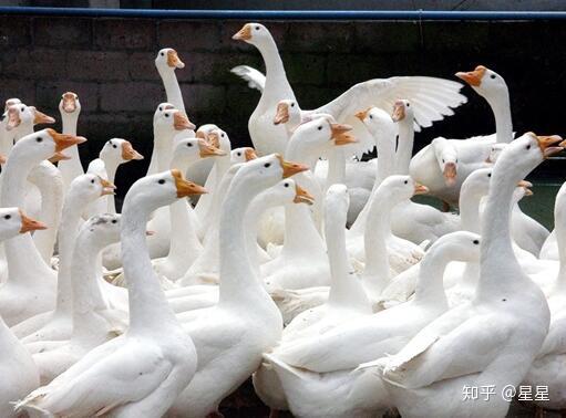 新手養(yǎng)鵝 從鵝苗質(zhì)量把關(guān)到科學(xué)養(yǎng)殖全攻略