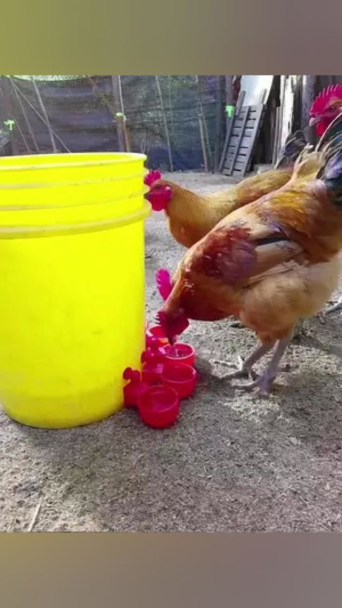 家禽養(yǎng)殖自動(dòng)飲水器 實(shí)現(xiàn)自動(dòng)補(bǔ)水，解放人力，提升養(yǎng)殖效益