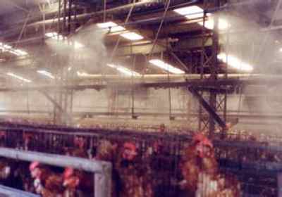 孝感家禽養(yǎng)殖業(yè)迎戰(zhàn)高溫 噴霧降溫與消毒并舉，保障產(chǎn)業(yè)健康發(fā)展